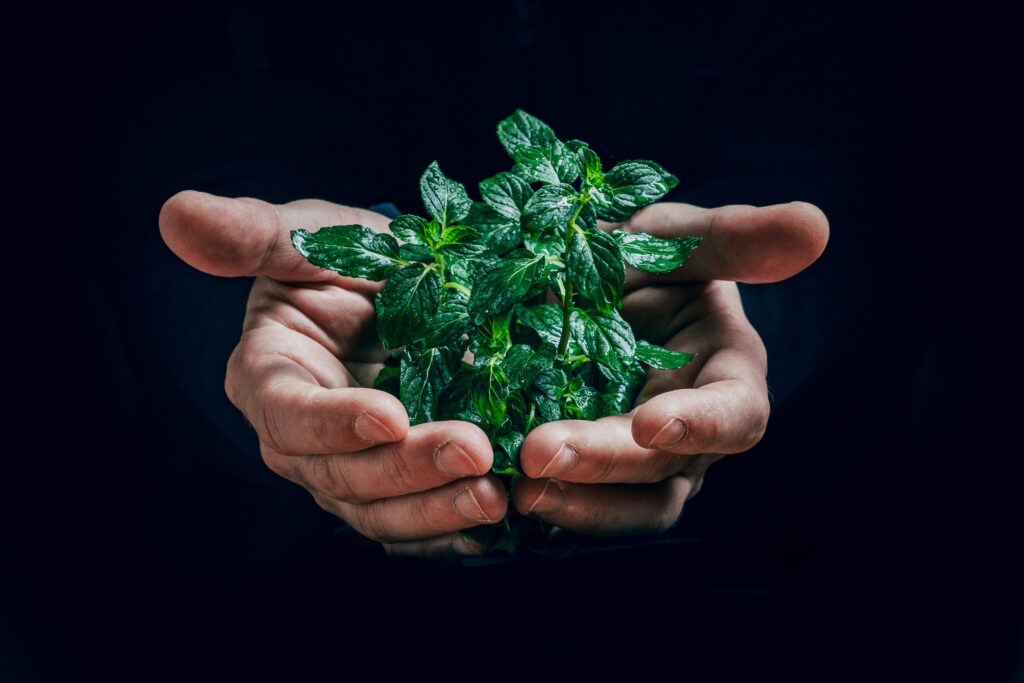 A hand holding plant